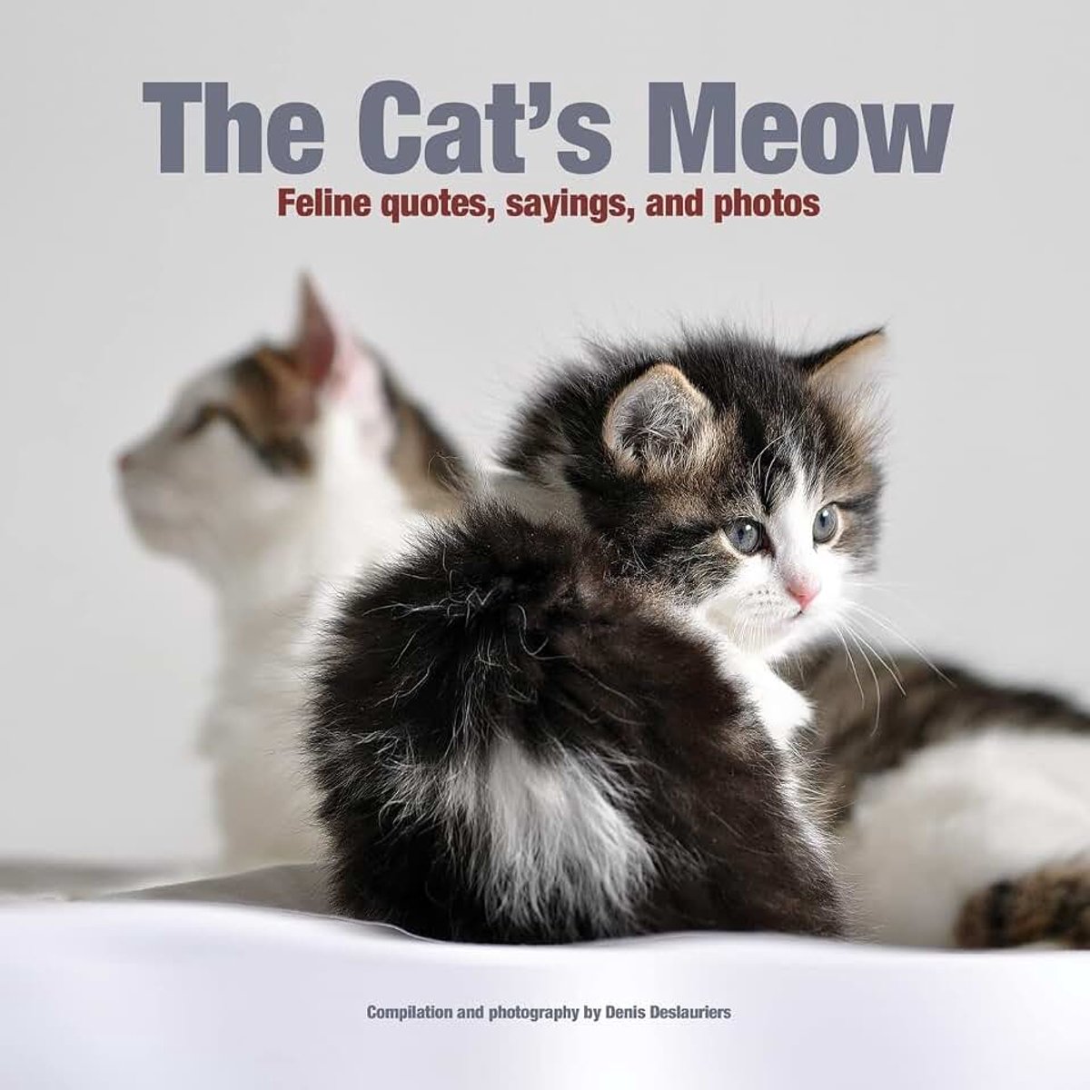 Meow: Feline quotes, sayings, and photos