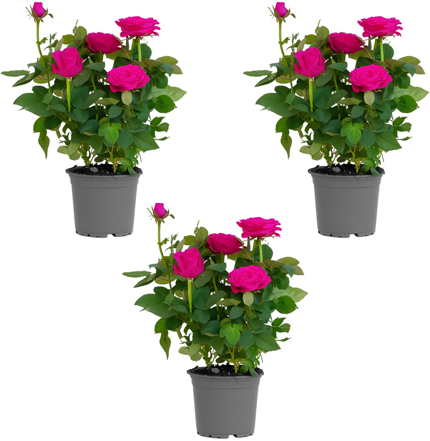 Bloomique - Set van 3 - Rosa Purple Star - Potroos - Paars - Geschikt voor zowel binnen als buiten - Kamerplanten - Tuinplanten - Terrasplanten - Winterhard - 20-30 cm hoog - 12 cm pot