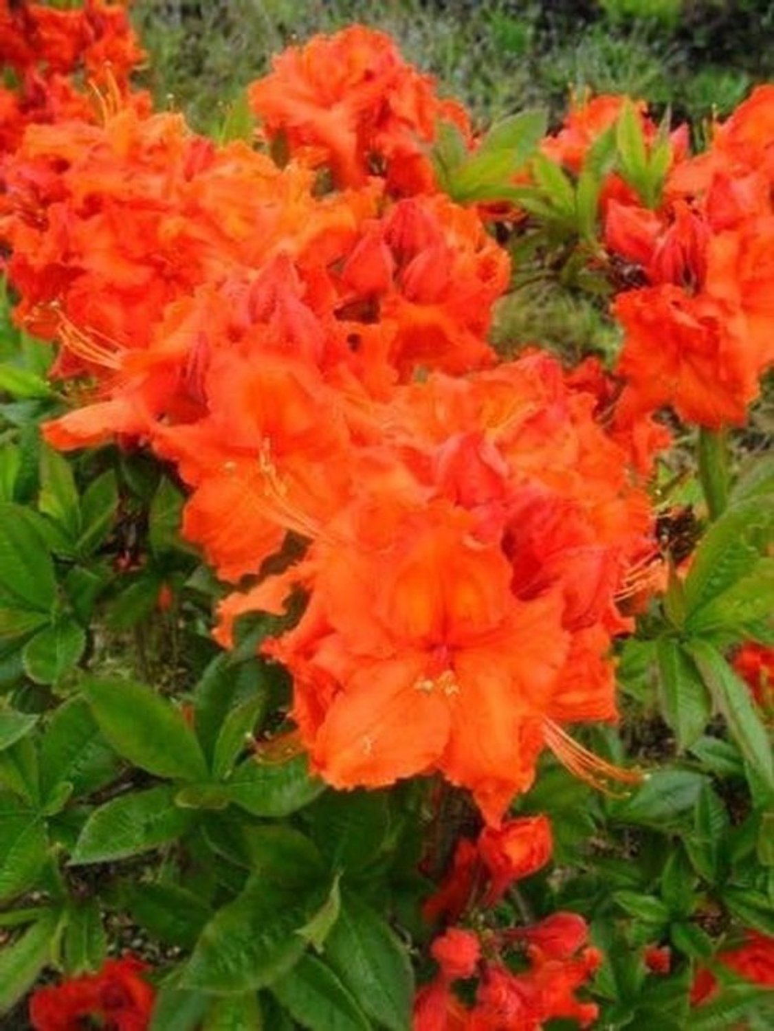 Bloeiende azalea - Rhododendronplant - Tuinieren - Natuurlijke groei - 50-60 cm - Rood