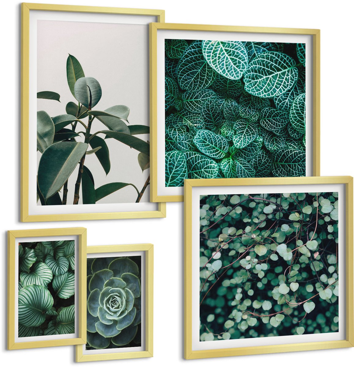 Coloray 5-Delige Schilderij Set - Plantmotieven Met Groene Bladeren En Vetplanten - 50 x 50 cm, 20 x 30 cm En 40 x 60 cm - Decoratieve Muurdecoratie - Slaapkamer - Moderne Wanddecoratie