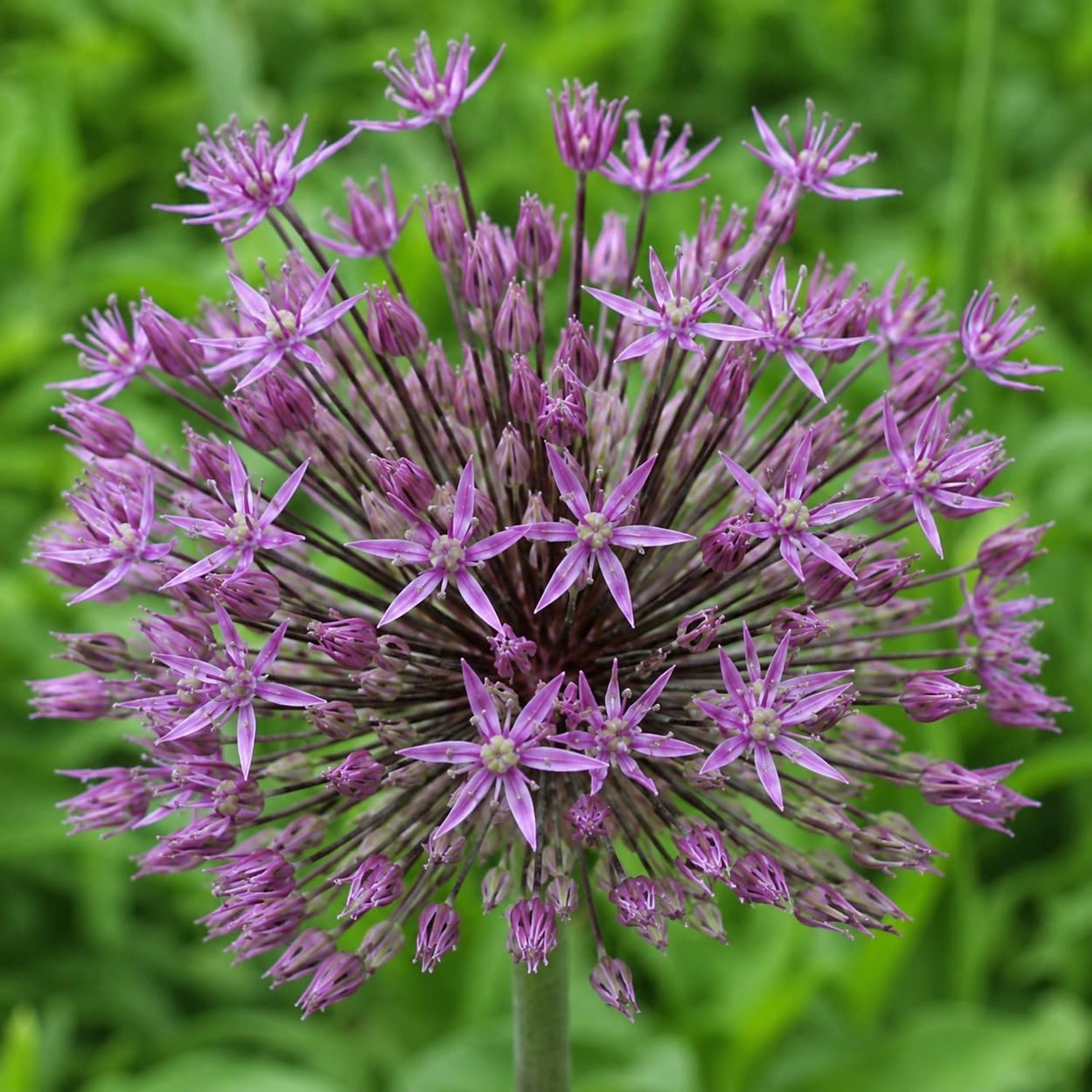 Allium bol Miami - verpakking van 5 stuks - gigantische sierprei Giganteum - ideaal voor siertuinen - Vemera