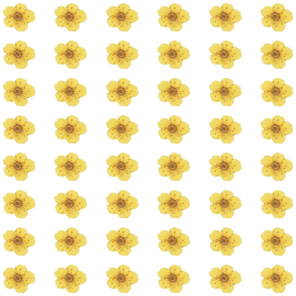 Omgoods - 100 Stuks Gedroogde Geperste Narcisbloemen voor Creatieve Projecten