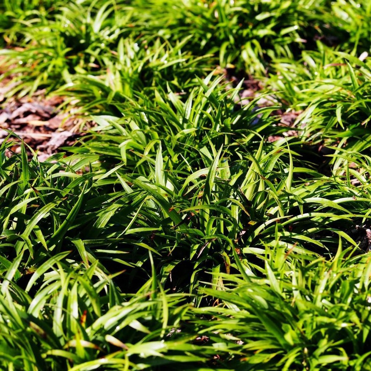 Boshaaims Planten - Bodembedekker Vaste plant - Tuin Opvullen - Groenblijvend Structuursterk - 6 stuks Ø 9 cm - Groen