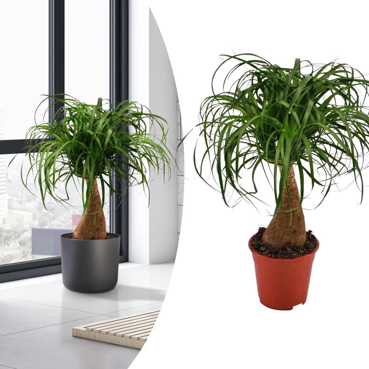 SnelShoppen - Becaurnea Elephant Foot Plant - Exotische Kamerplant - 70 cm - Luchtzuiverend - Eenvoudig Onderhoud - Groene Huishoudplant