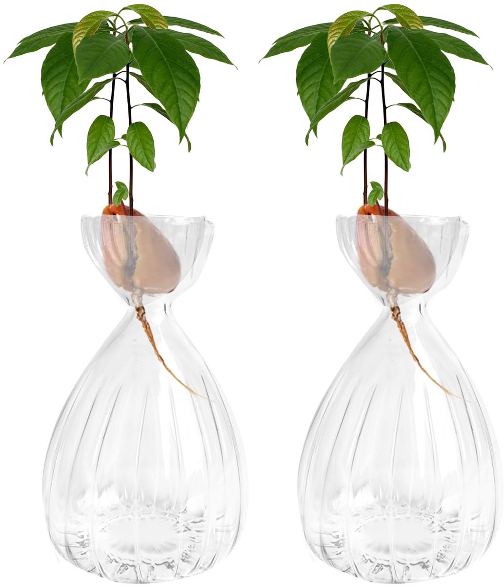 Omgoods - Set van 2 Avocado Zaad Start Vazen van Glas