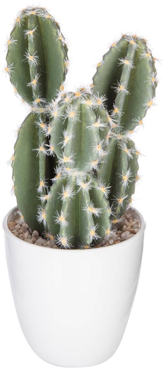 Vetplant & cactus YUKIKO