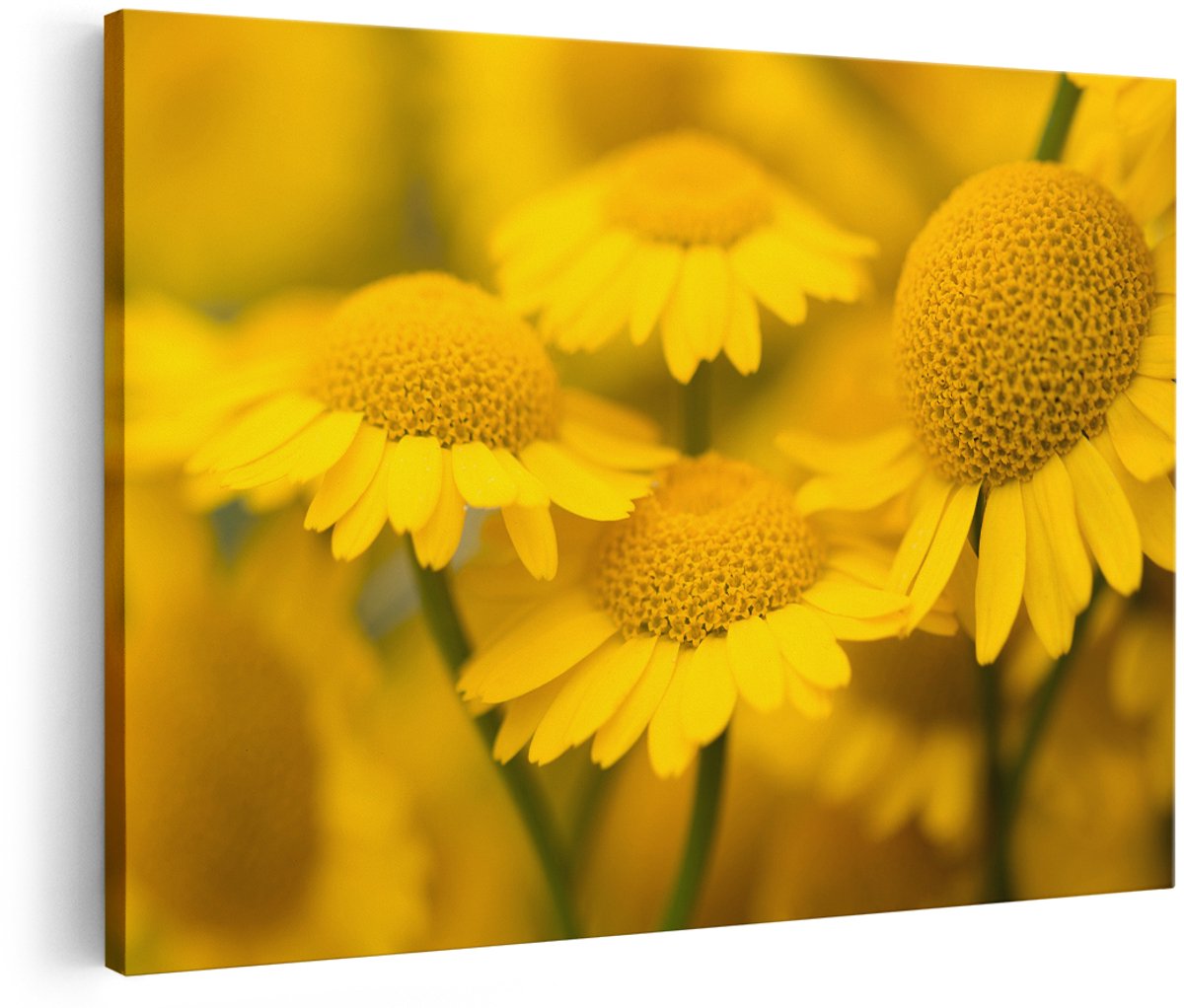 Artaza Canvas Schilderij Gele Kamille Bloemen - 180x120 cm - Groot - Foto Op Canvas - Wanddecoratie Woonkamer