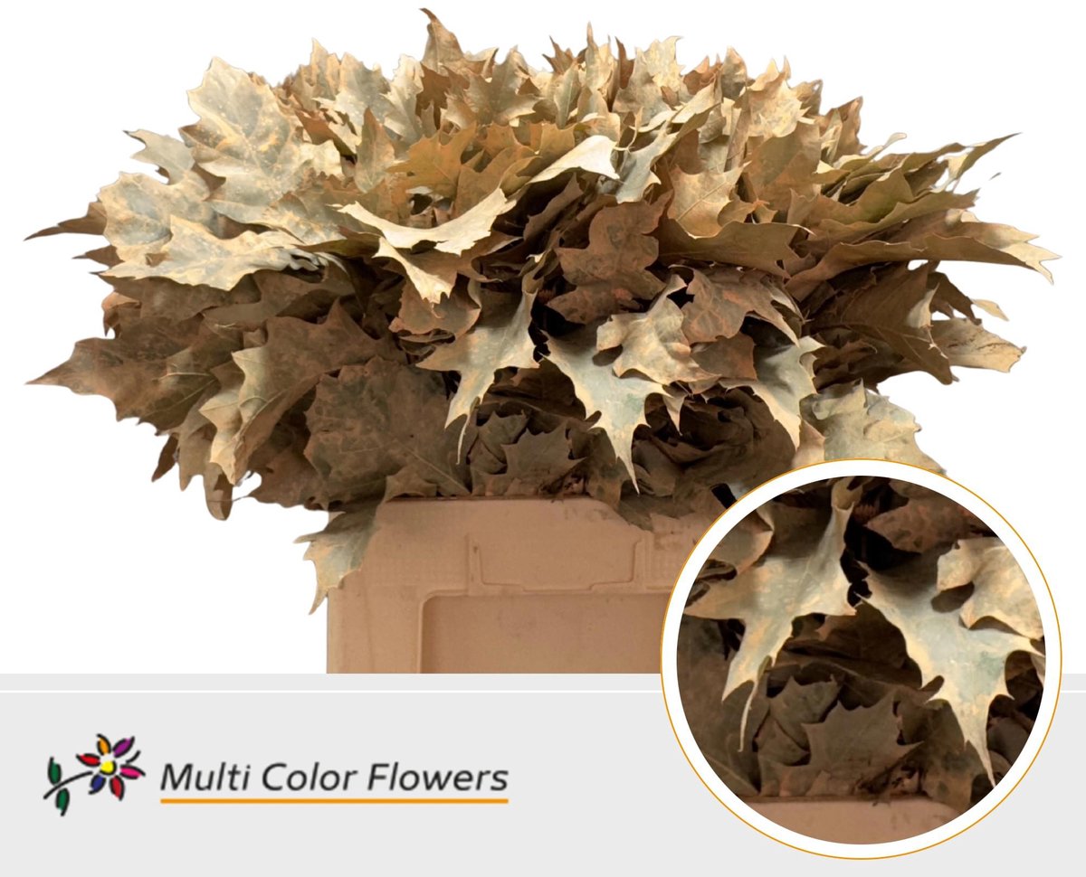 100x Sg quercus rubra overig 60cm