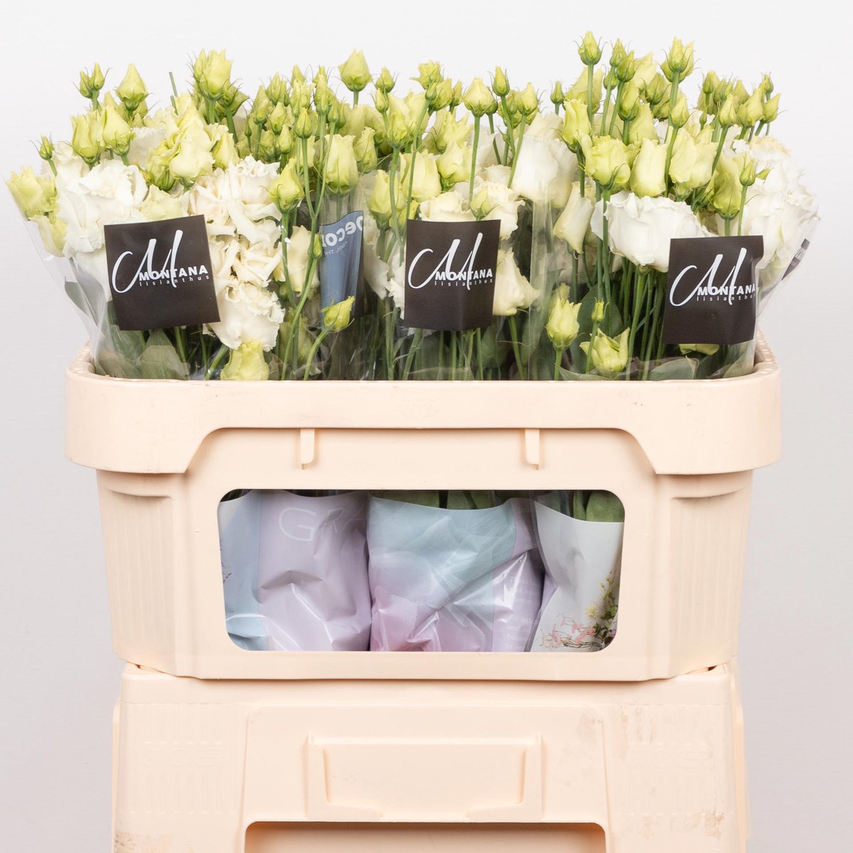 10x Eust.alissa white du 70cm