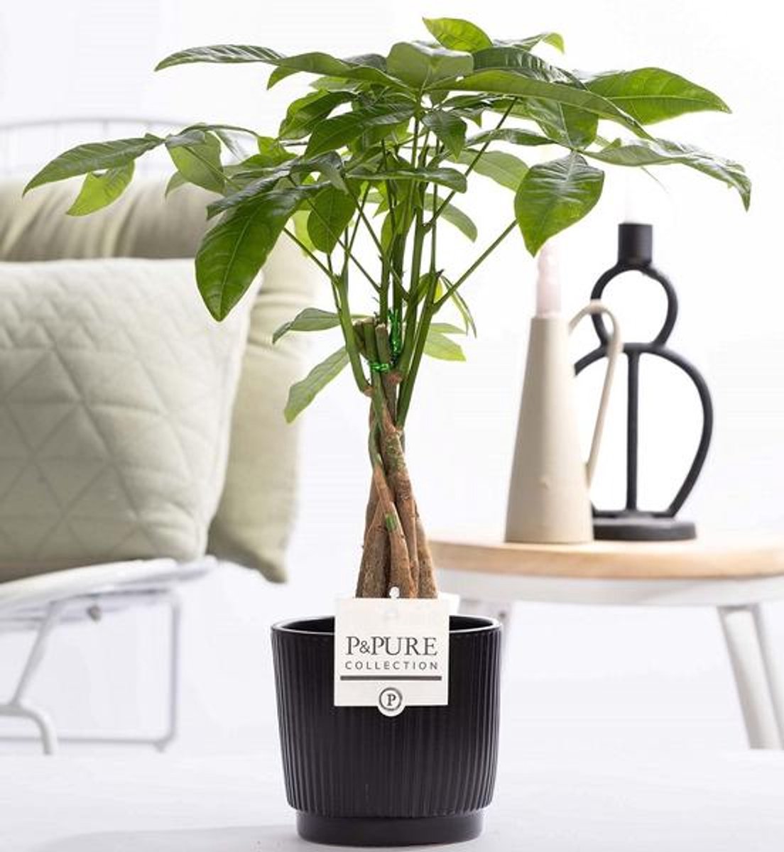 Pachira Aquatica (Geldboom) In P&PURE Ceramics Liv - Ø12cm - 45cm