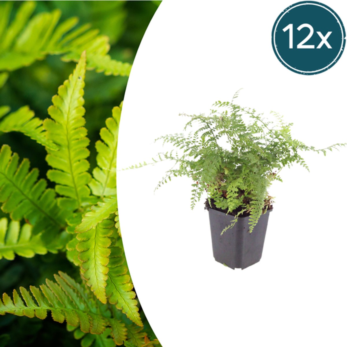 12x Polystichum set. 'Herrenhausen'- 10-25cm - Ø9cm