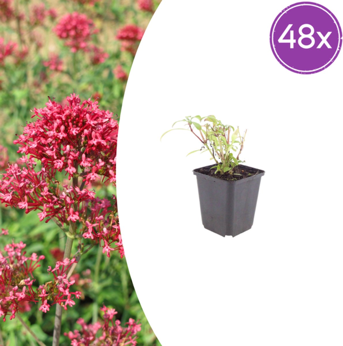 48x Centranthus ruber 'Coccineus' - 10-25cm - Ø9cm