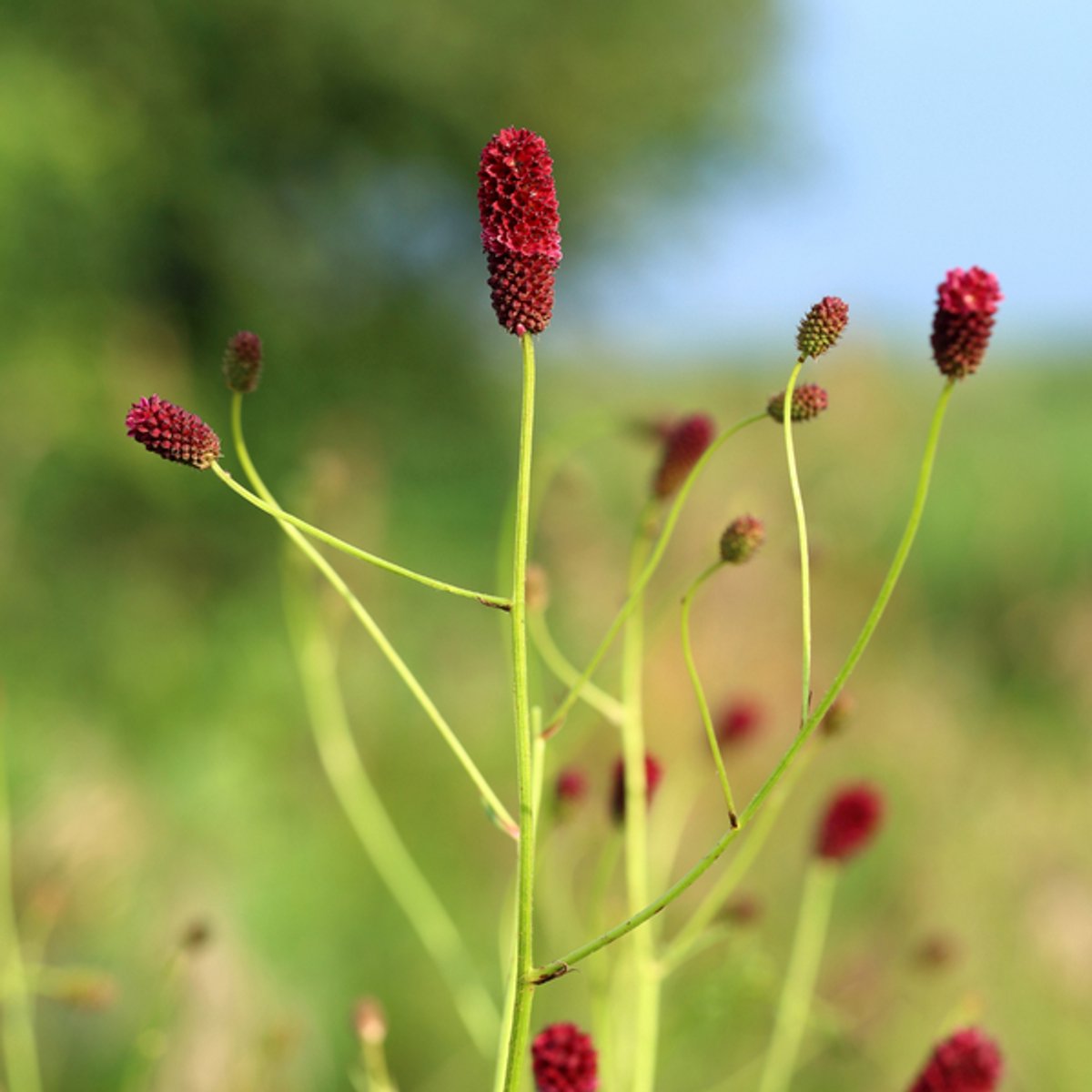 60x Sanguisorba o. 'Tanna' - 10-25cm - Ø9cm