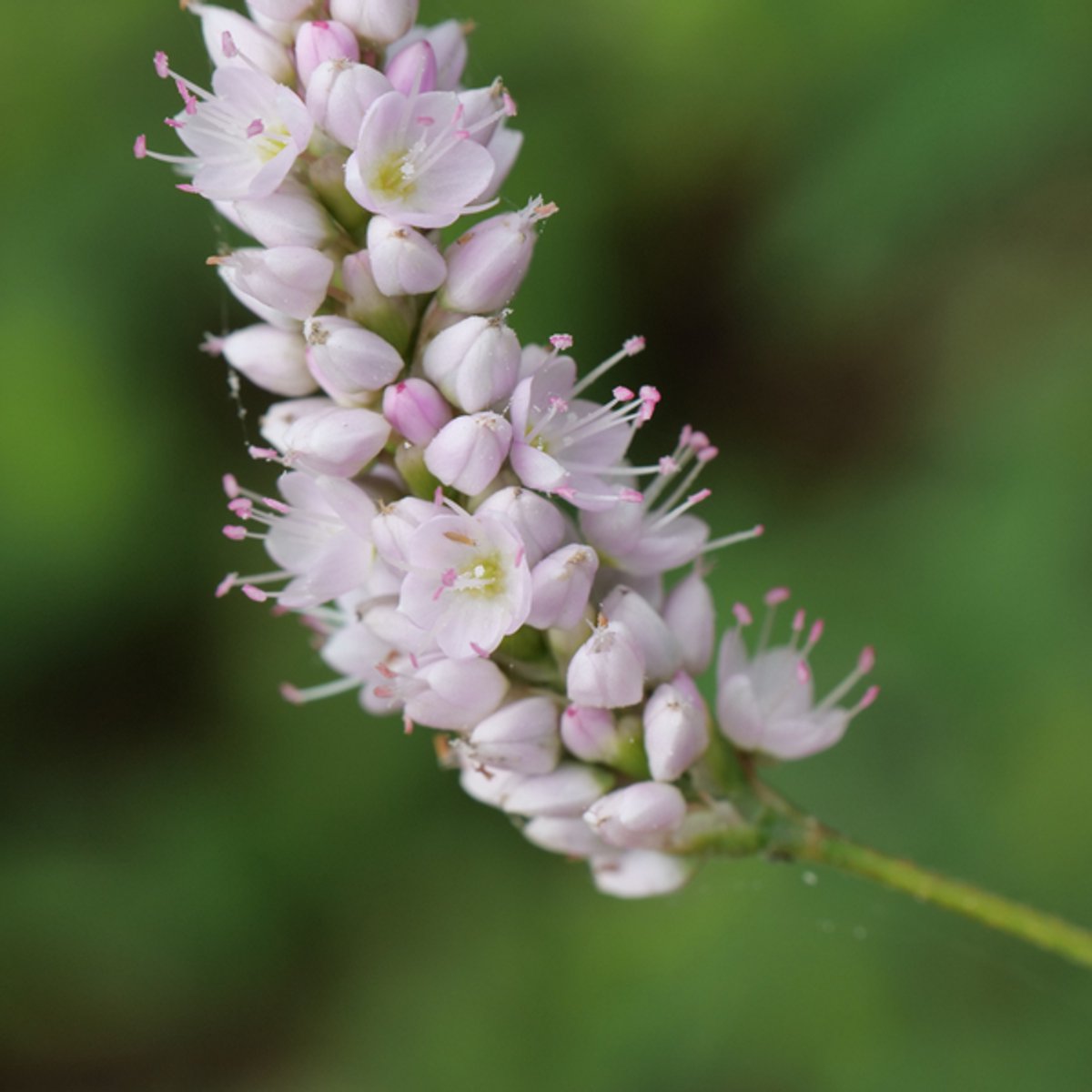 24x Persicaria bistorta 'Superba' - 10-25cm - Ø9cm