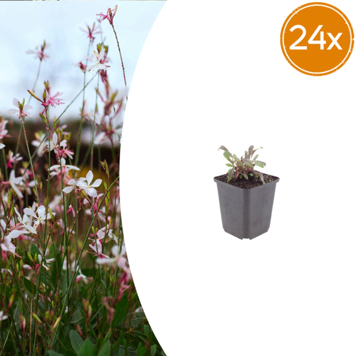 24x Gaura l. 'Siskiyou Pink' - 10-25cm - Ø9cm