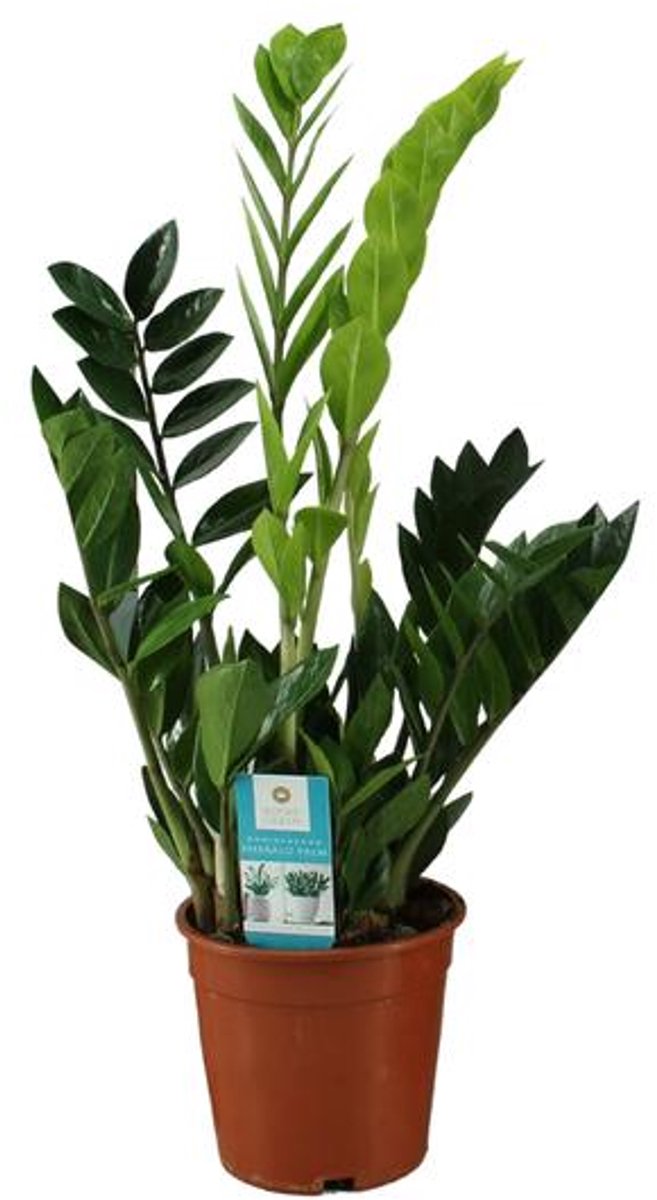 Zamioculcas Zamiifolia (ZZ-plant) - Ø17cm - 65cm