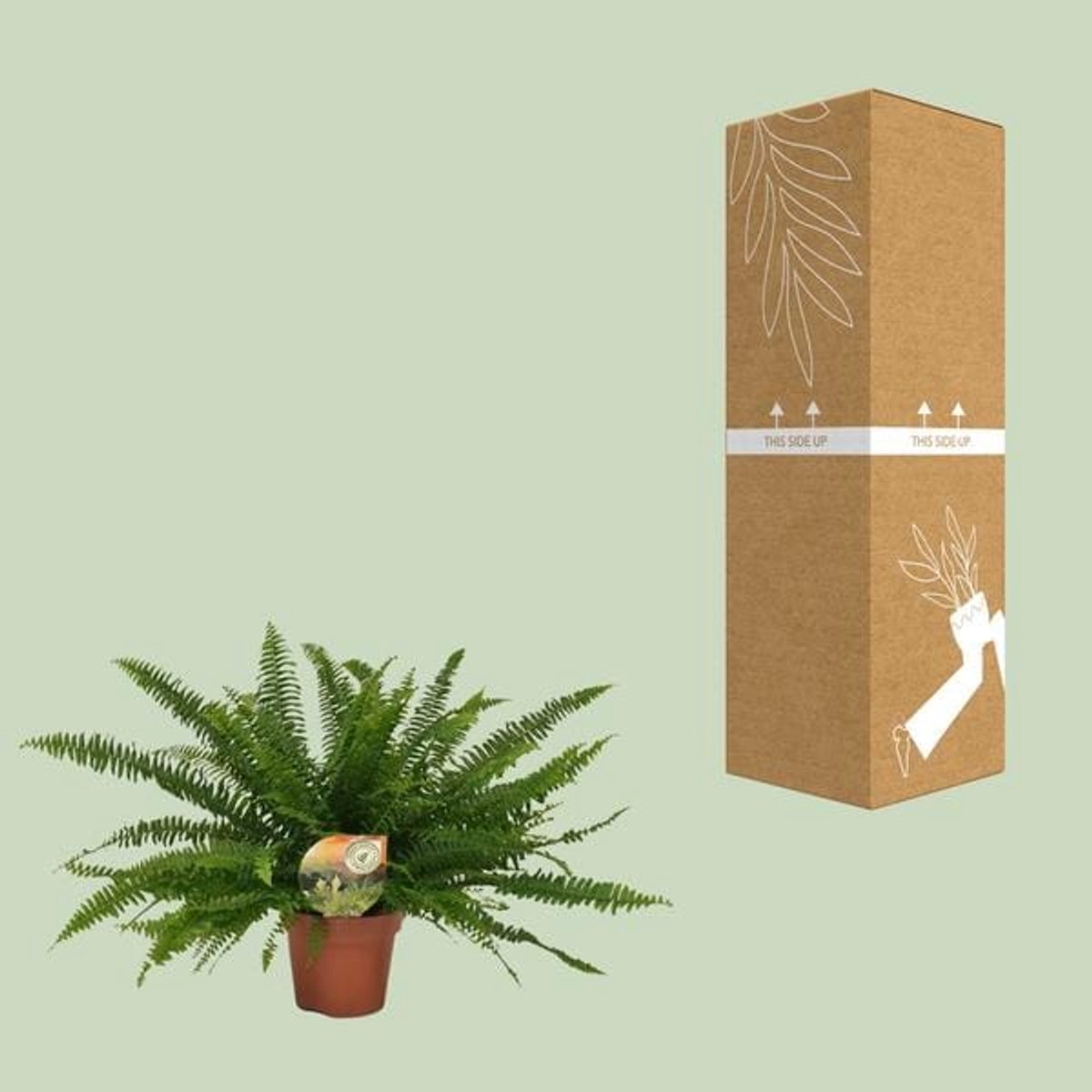 Nephrolepis Green Lady - Ø17cm - 40cm