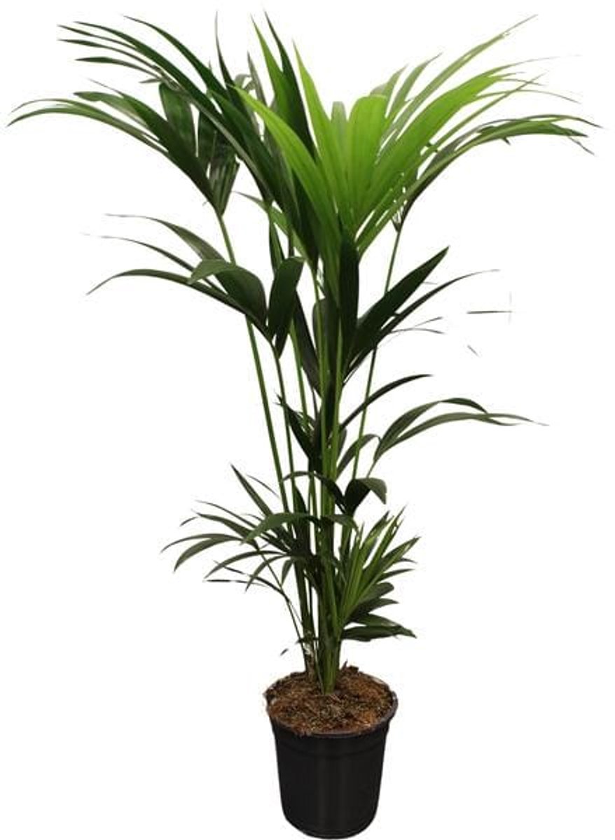 Howea Forsteriana (Kentia) 5 Pit 120-140cm - Ø21cm - 120cm
