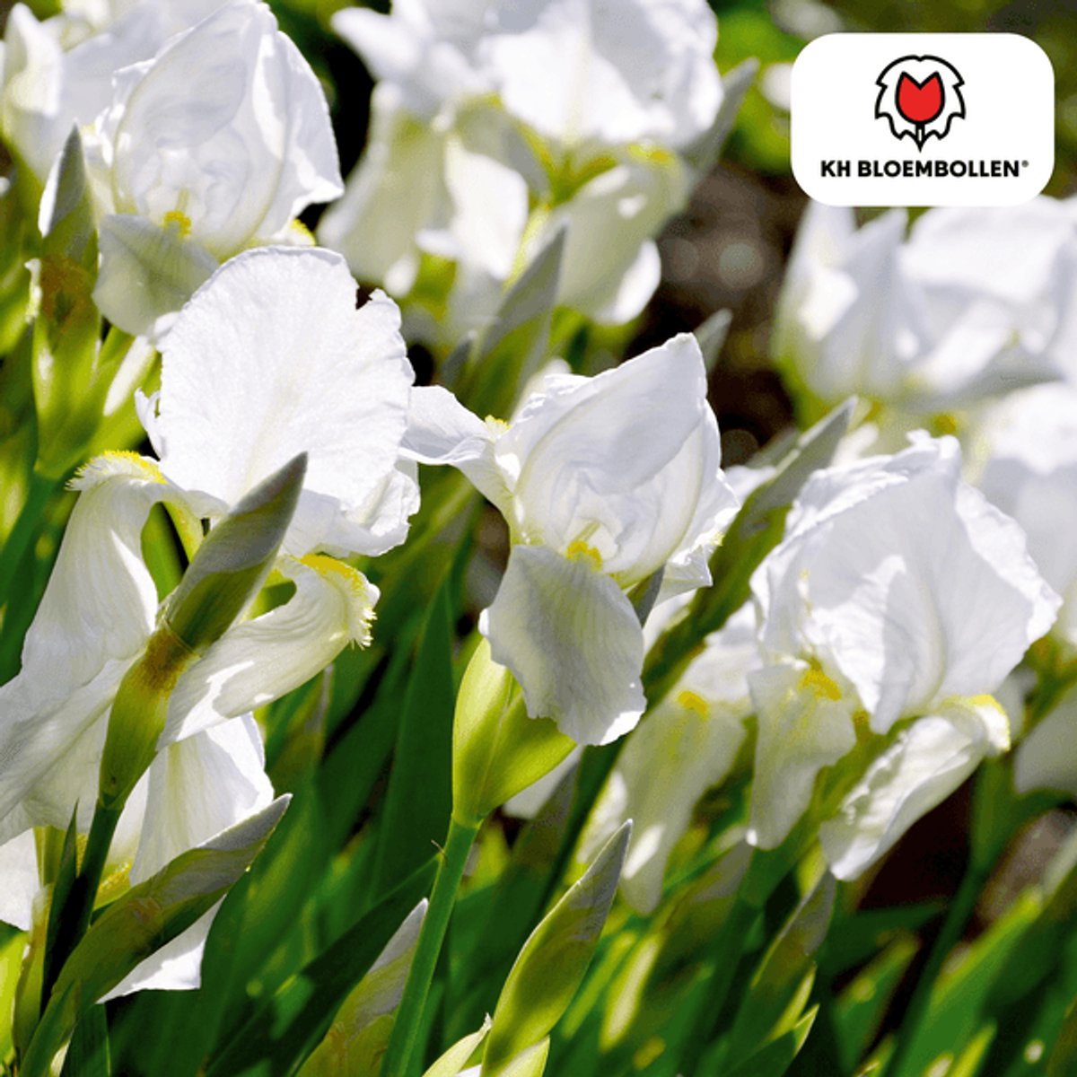Iris Alaska 25 stuks