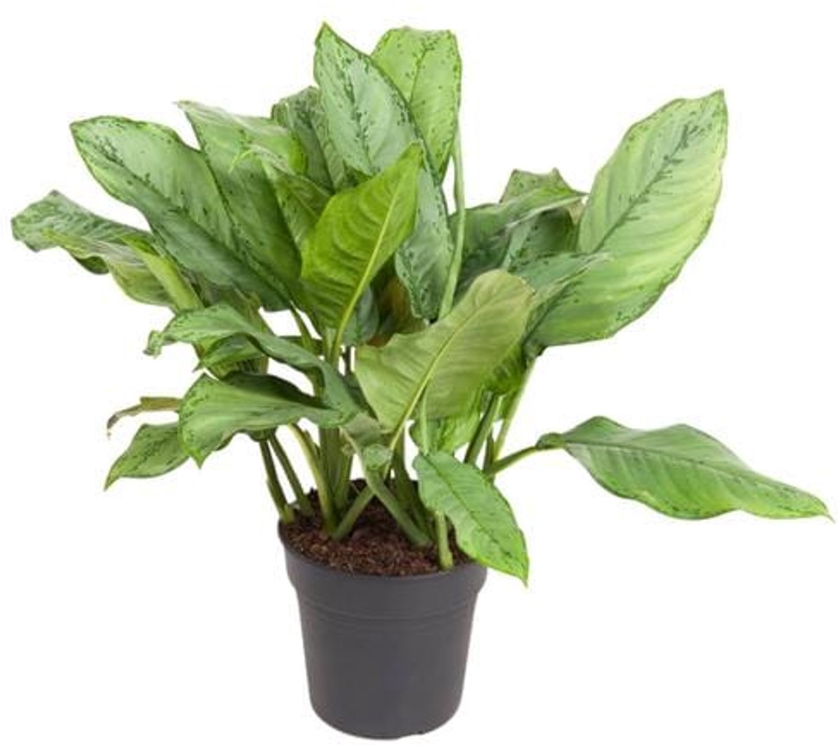 Aglaonema B.J, Freedman - Ø24cm - 70cm
