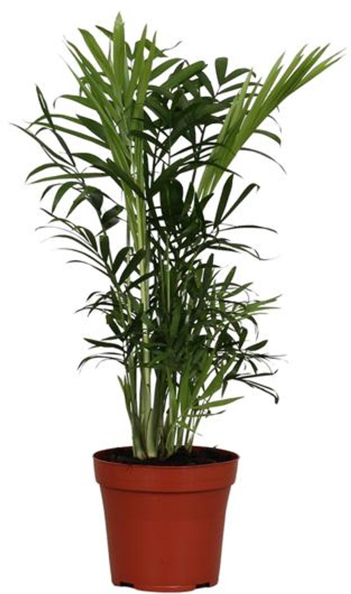 Chamaedorea Elegans - Ø12cm - 40cm