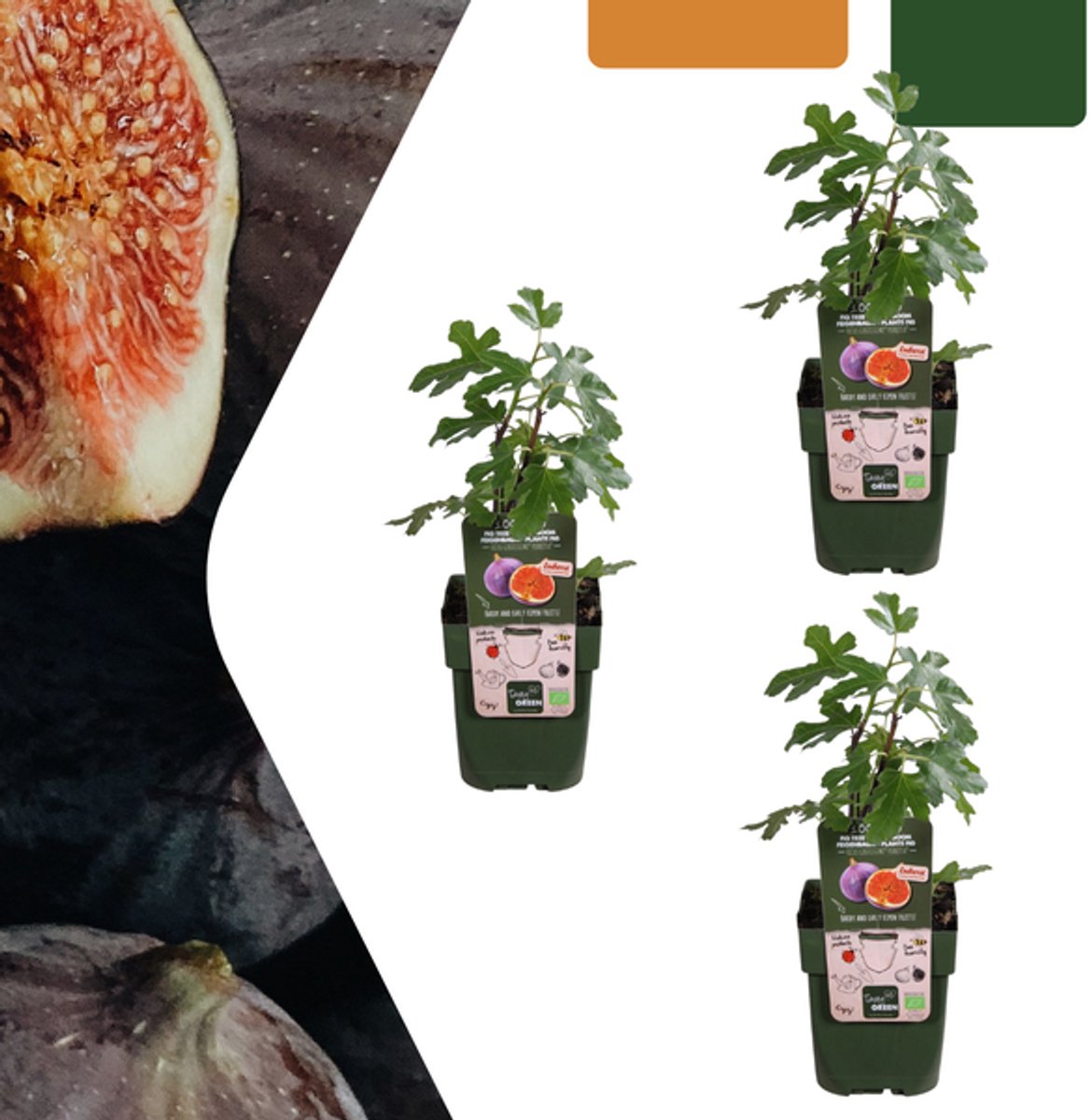 3 x Biologische Vijgenbomen - Ø 13 cm - ↨ 20 cm