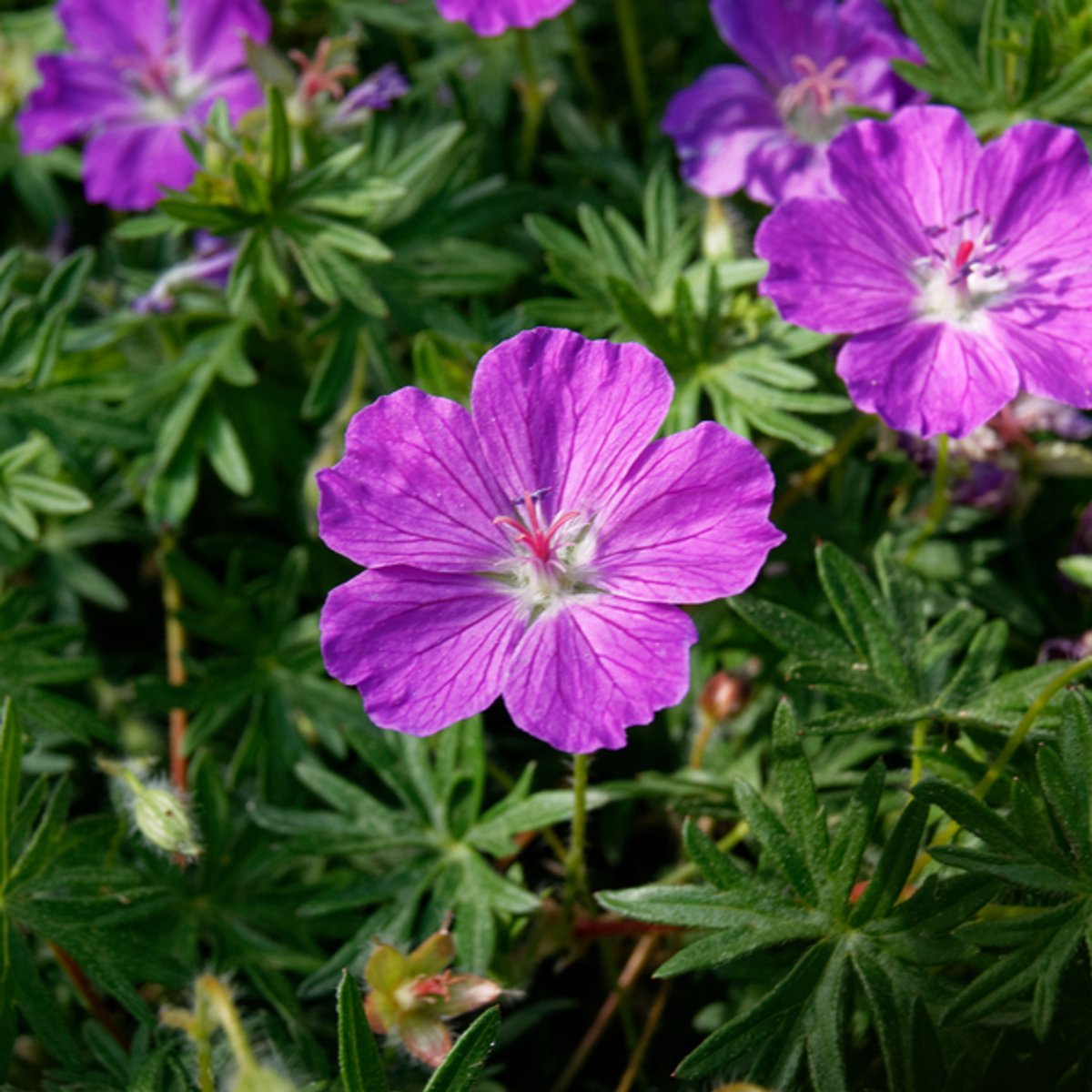 48x Geranium sanguineum - 10-25cm - Ø9cm