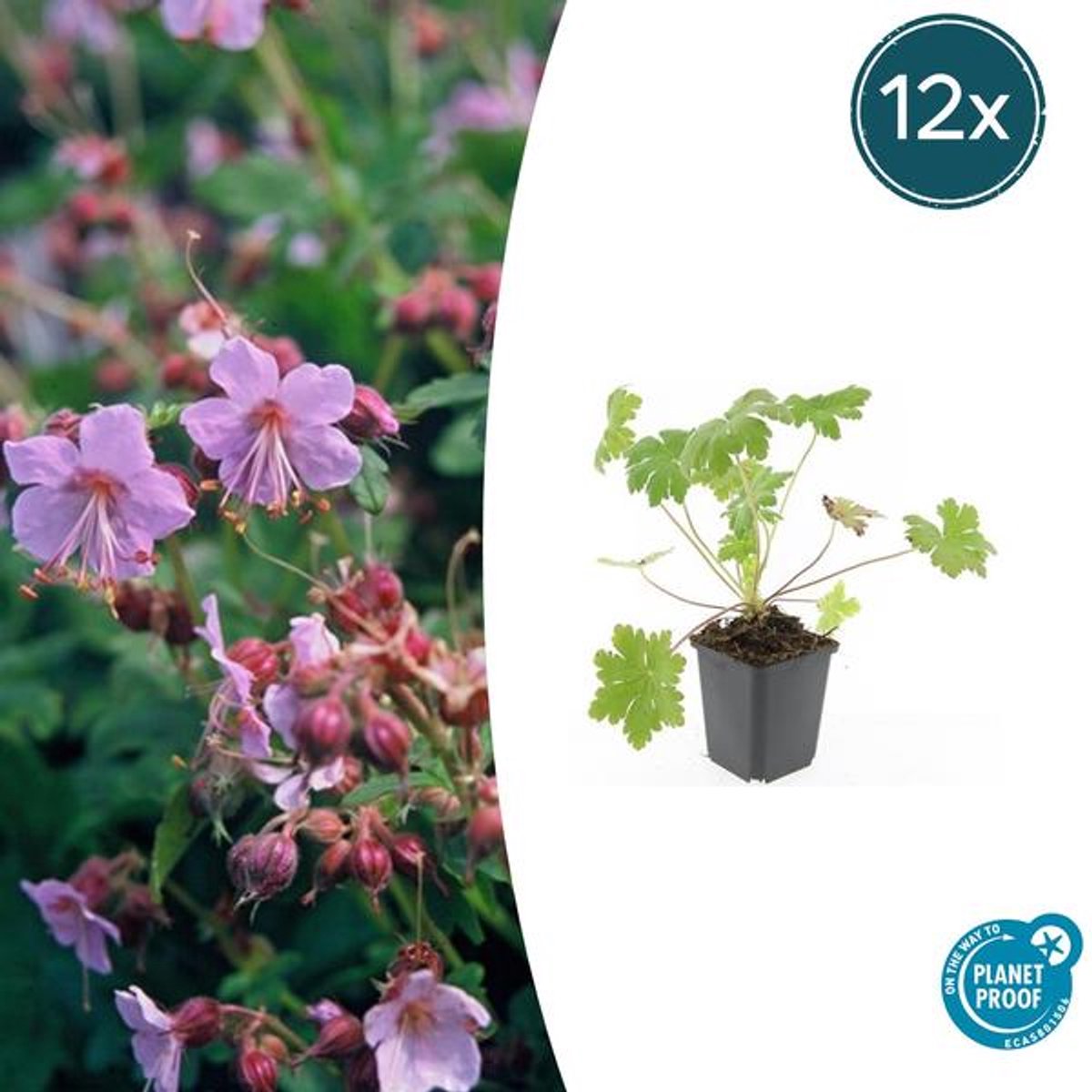 12x Geranium macr. 'Ingwersen's Var.' - 10-25cm - Ø9cm