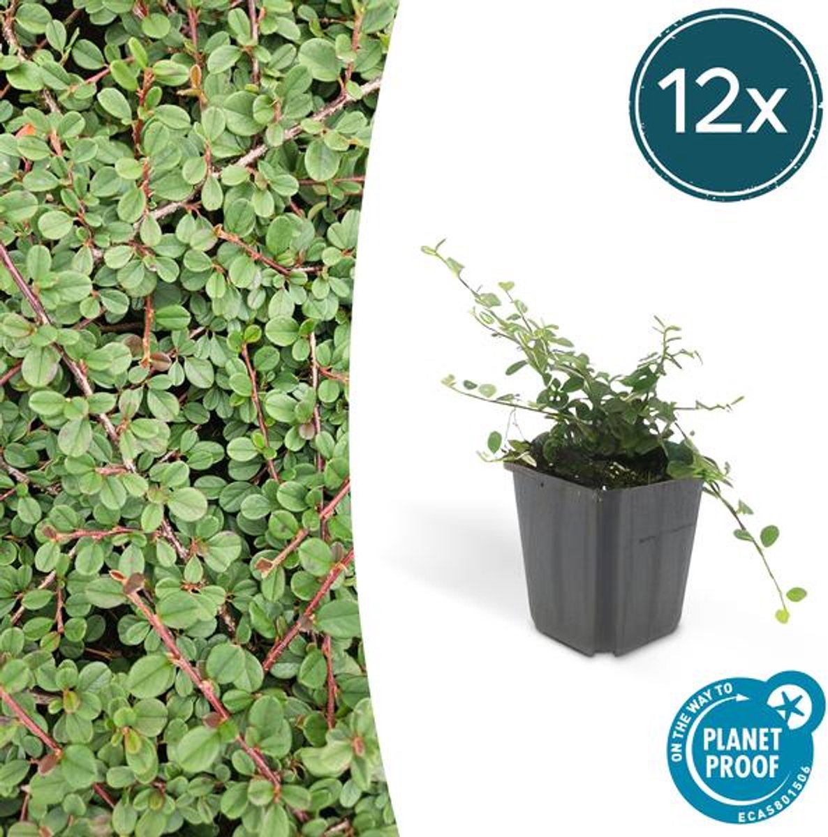 12x Cotoneaster pr. 'Queen of Carpets' - 10-25cm - Ø9cm