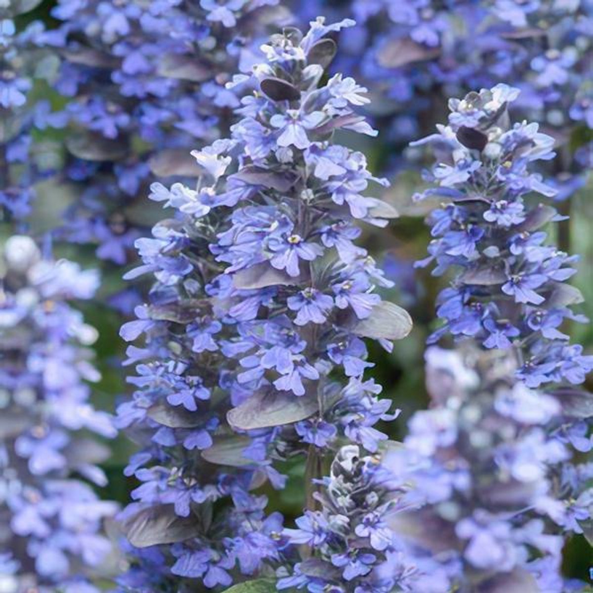 48x Ajuga reptans - 10-25cm - Ø9cm