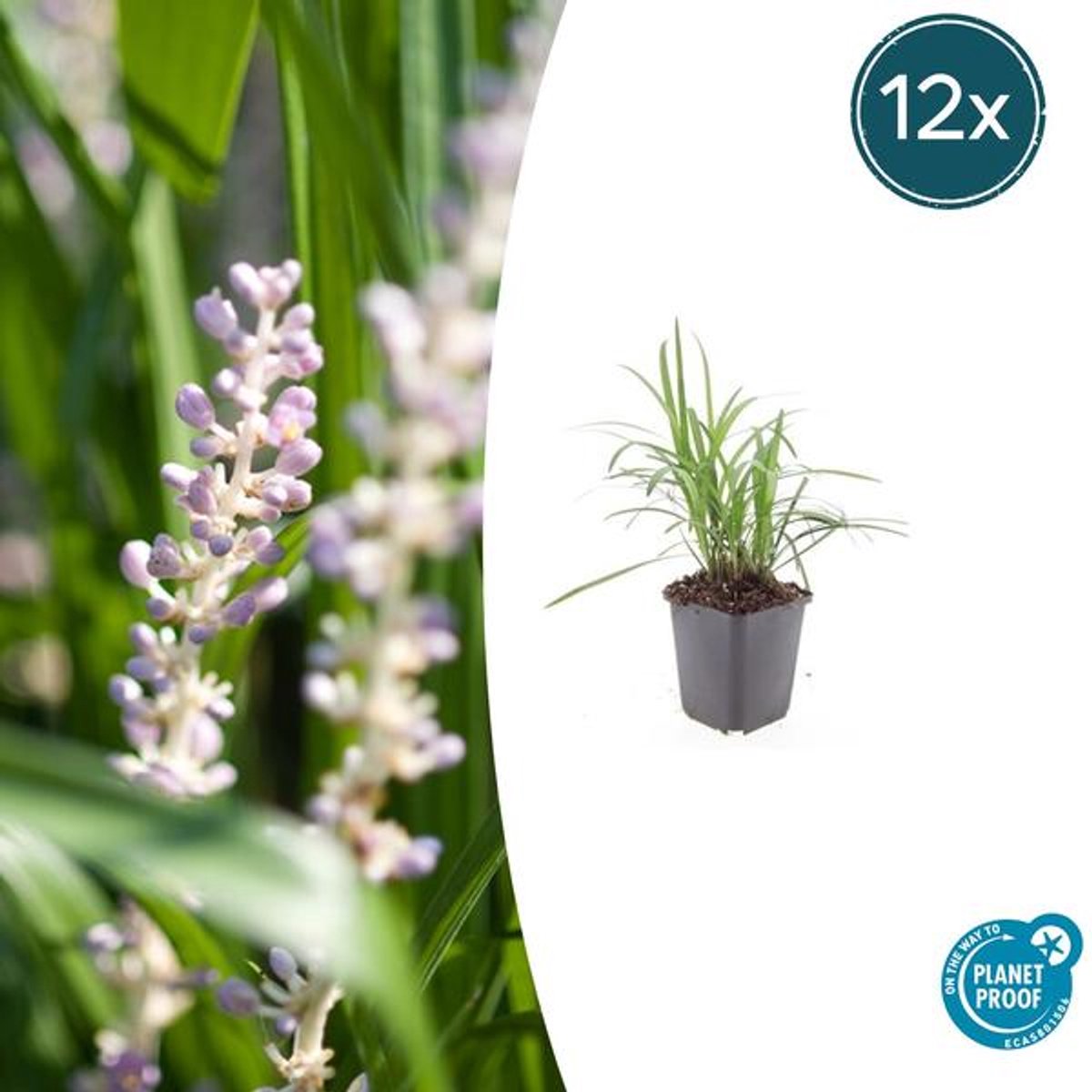 12x Liriope muscari 'Monroe White' - 10-25cm - Ø9cm