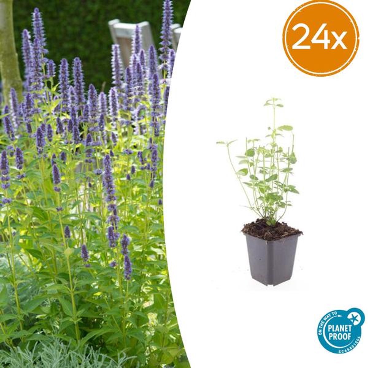 24x Agastache 'Black Adder' - 10-25cm - Ø9cm
