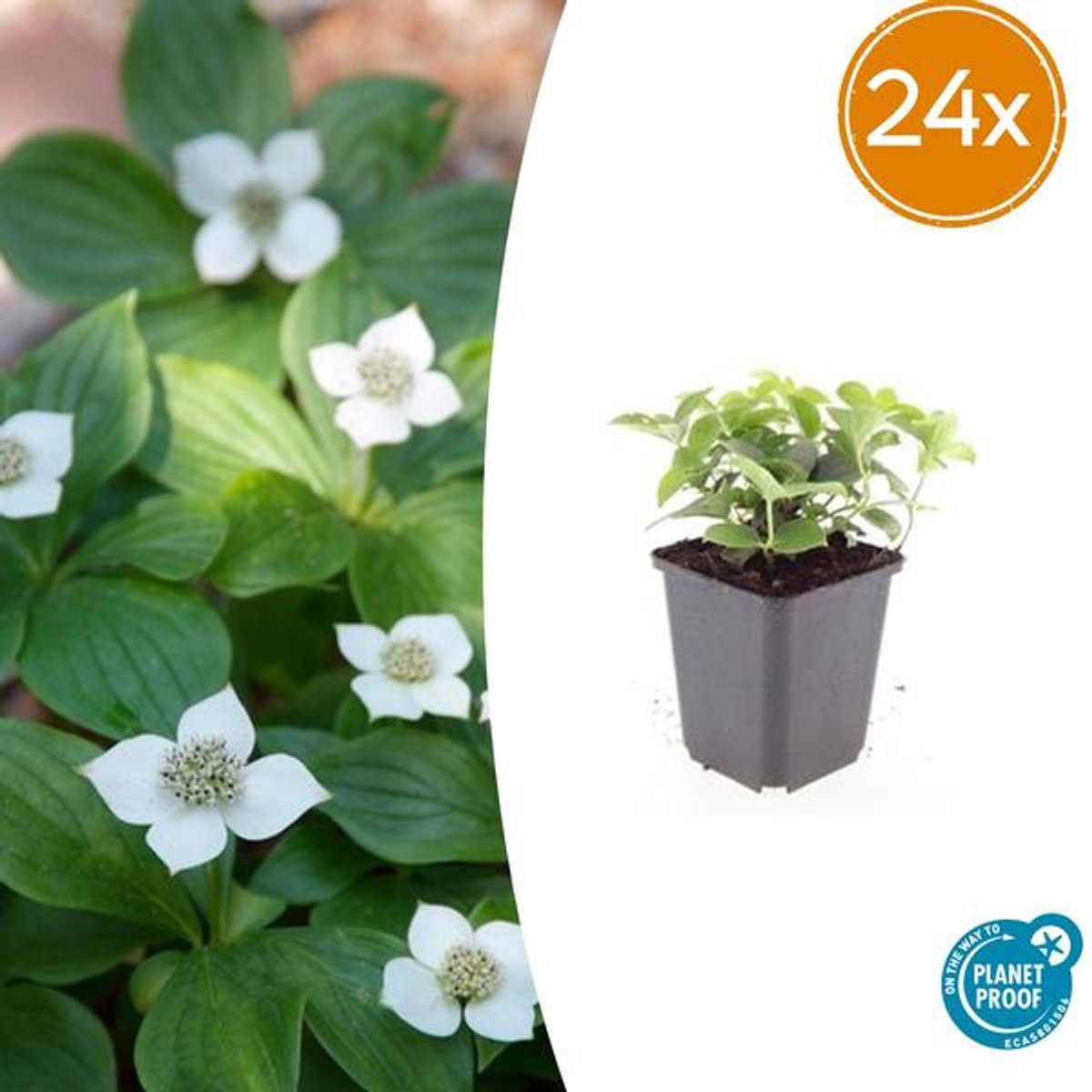 24x Cornus canadensis - 10-25cm - Ø9cm