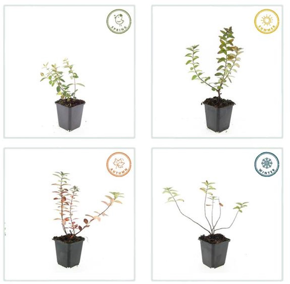 12x Hypericum dummeri 'Peter Dummer' - 10-25cm - Ø9cm