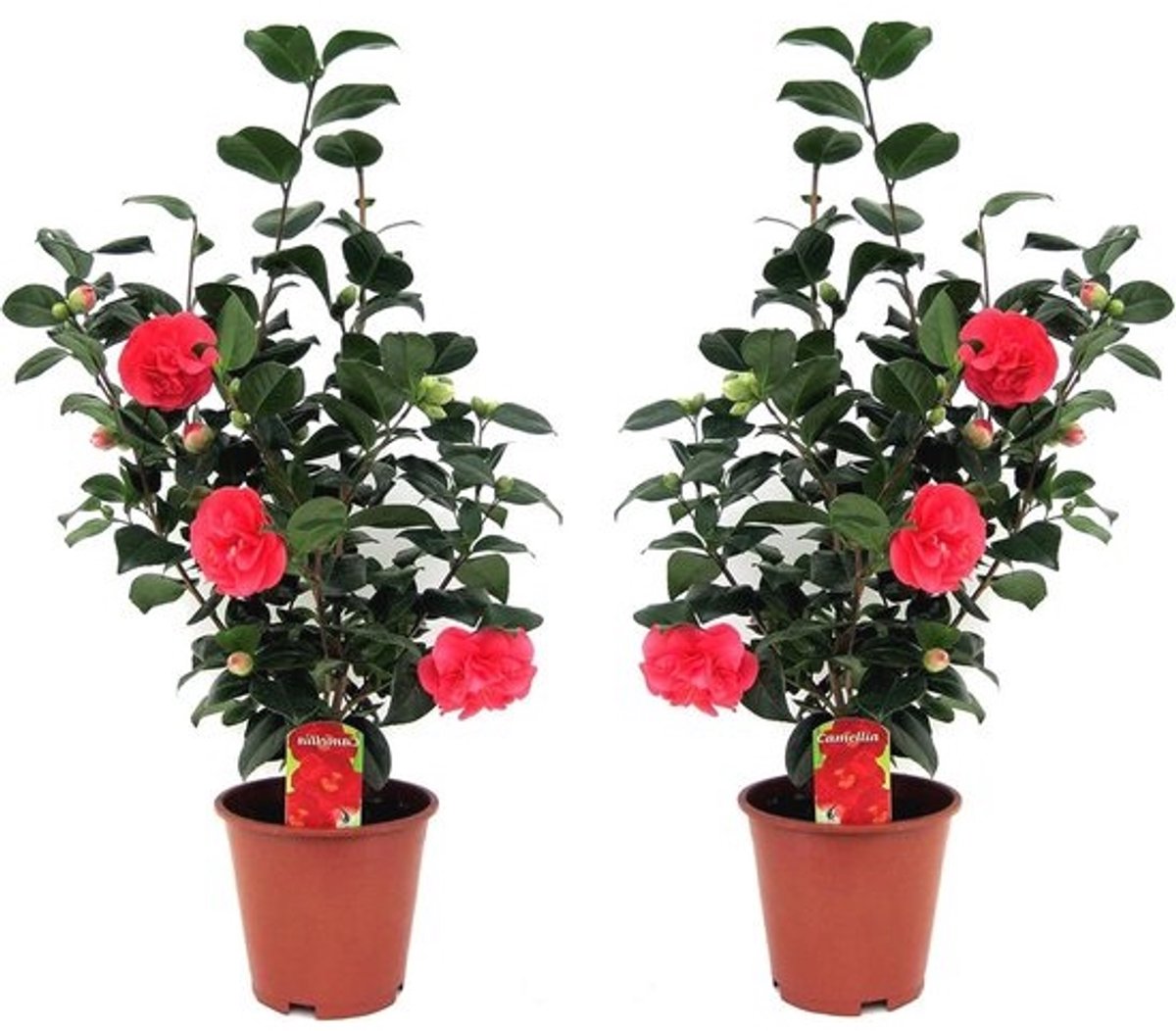 Camellia Japonica Set van 2 - Sterke Japanse Roos - Tuinplant in Pot 19 cm - Hoogte 60-70 cm