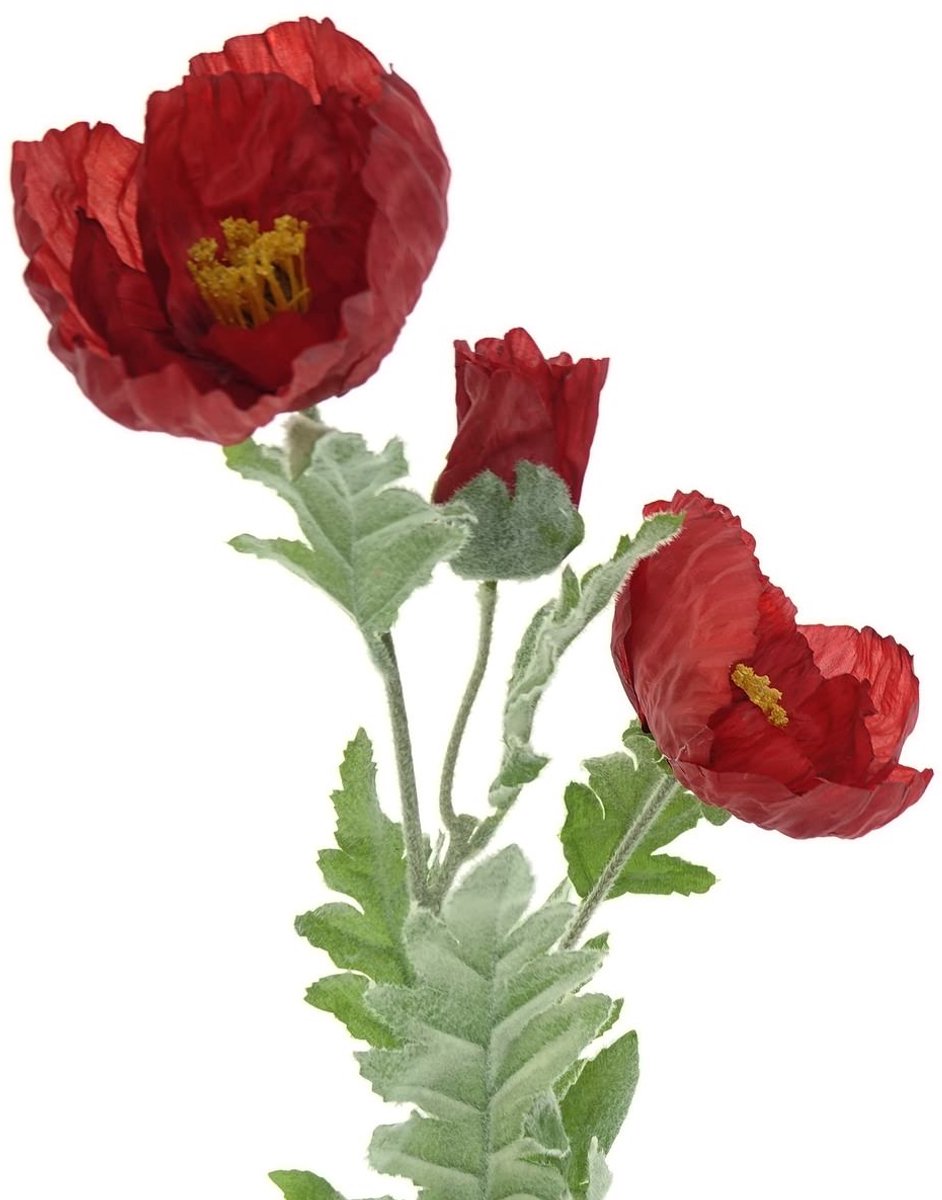Everlands Reuzenpapaver Rood 2 Bloemen & 1 Knop Ø 12 cm 106 cm