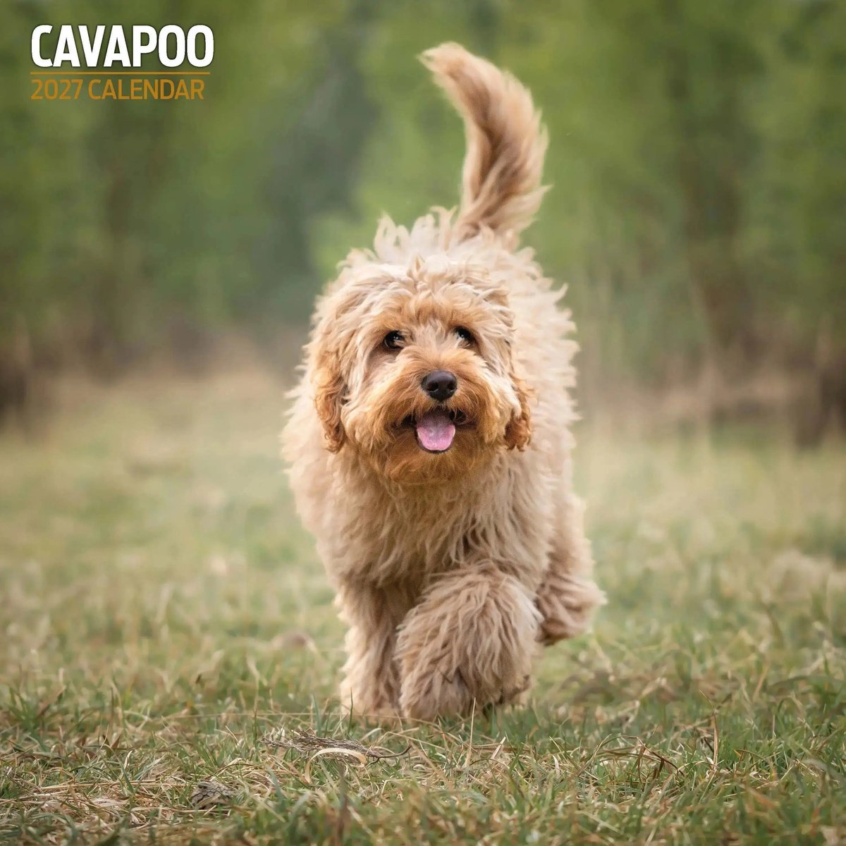 Cavapoo Kalender 2027