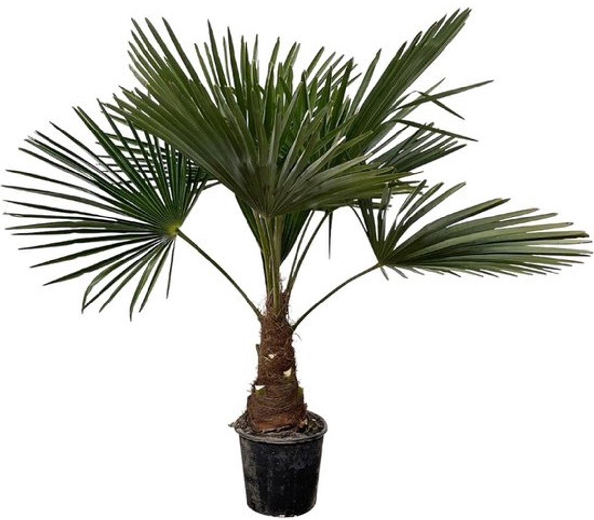 Winterharde Chinese Waaierpalm Stekpot Ø21cm - Tuinpalm