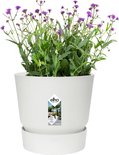 Witte bloempot met paarse bloemen en groen blad, met Elho logo.