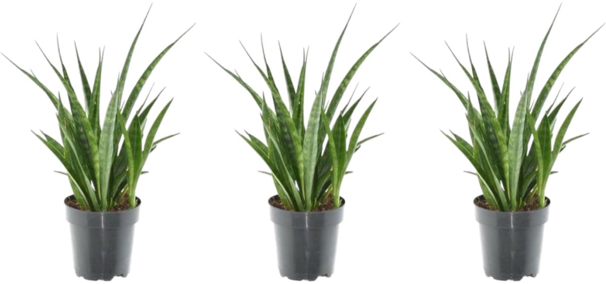 Bol.com Trendyplants - Kirkii mix - 3x Sansevieria Kirkii - Hoogte - 25-45 cm - Potmaat Ø12cm aanbieding