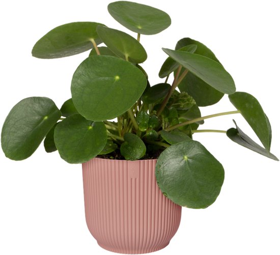 Pannenkoekenplant in een roze bloempot met verticale ribbels.