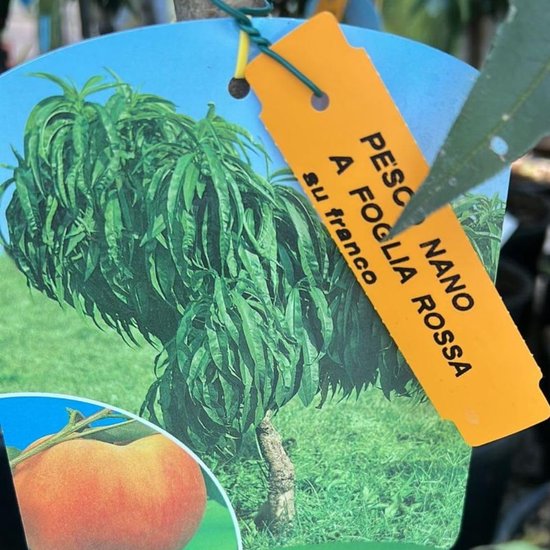 Dwerg Perzikboom - Fruitplant Rode Bladeren - Decoratie Tuin ...