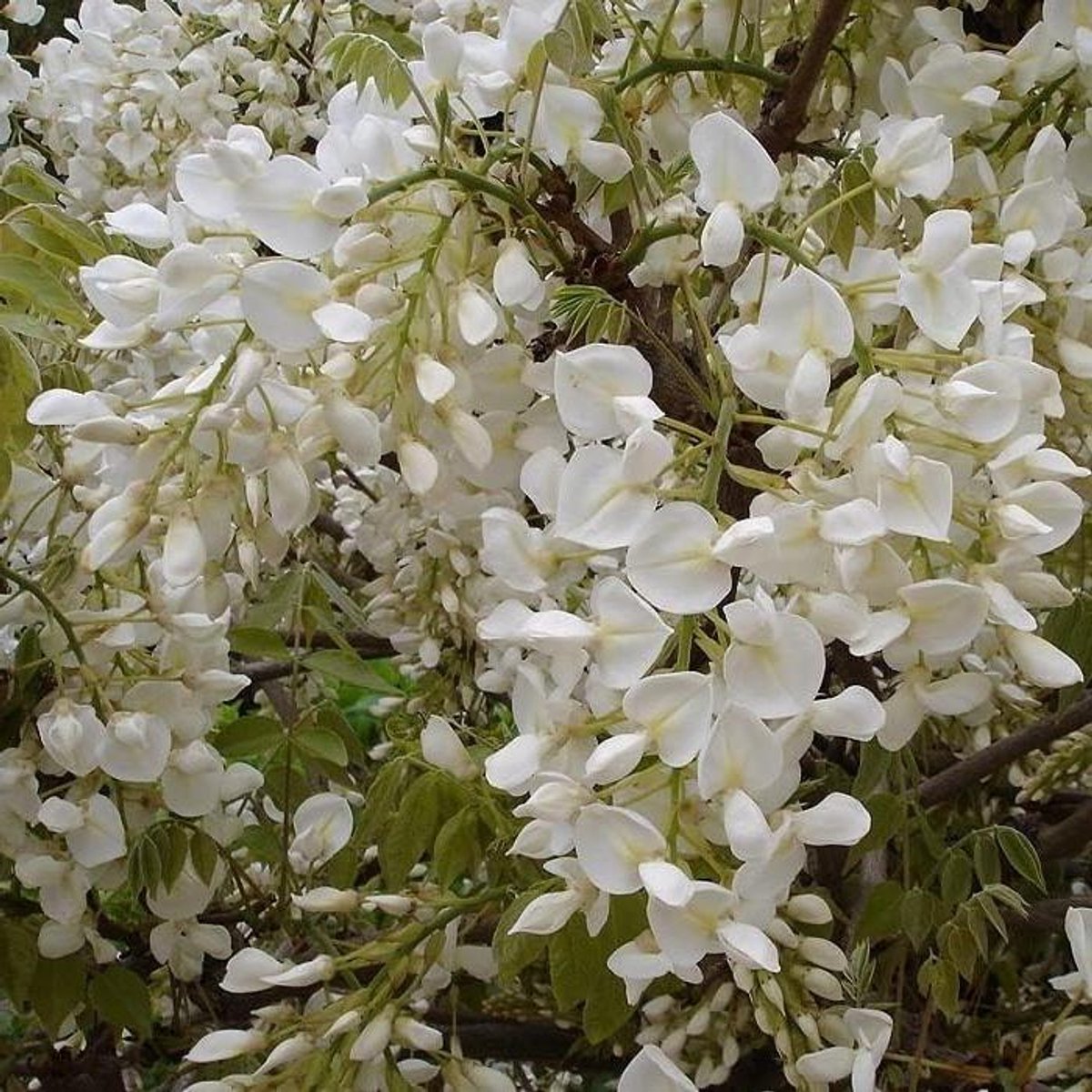 Japanse Blauwe Regen - Klimplant Wisteria - Tuin Decoratie - Witte Geurende Bloemen - 50-60 cm Pot - Wit