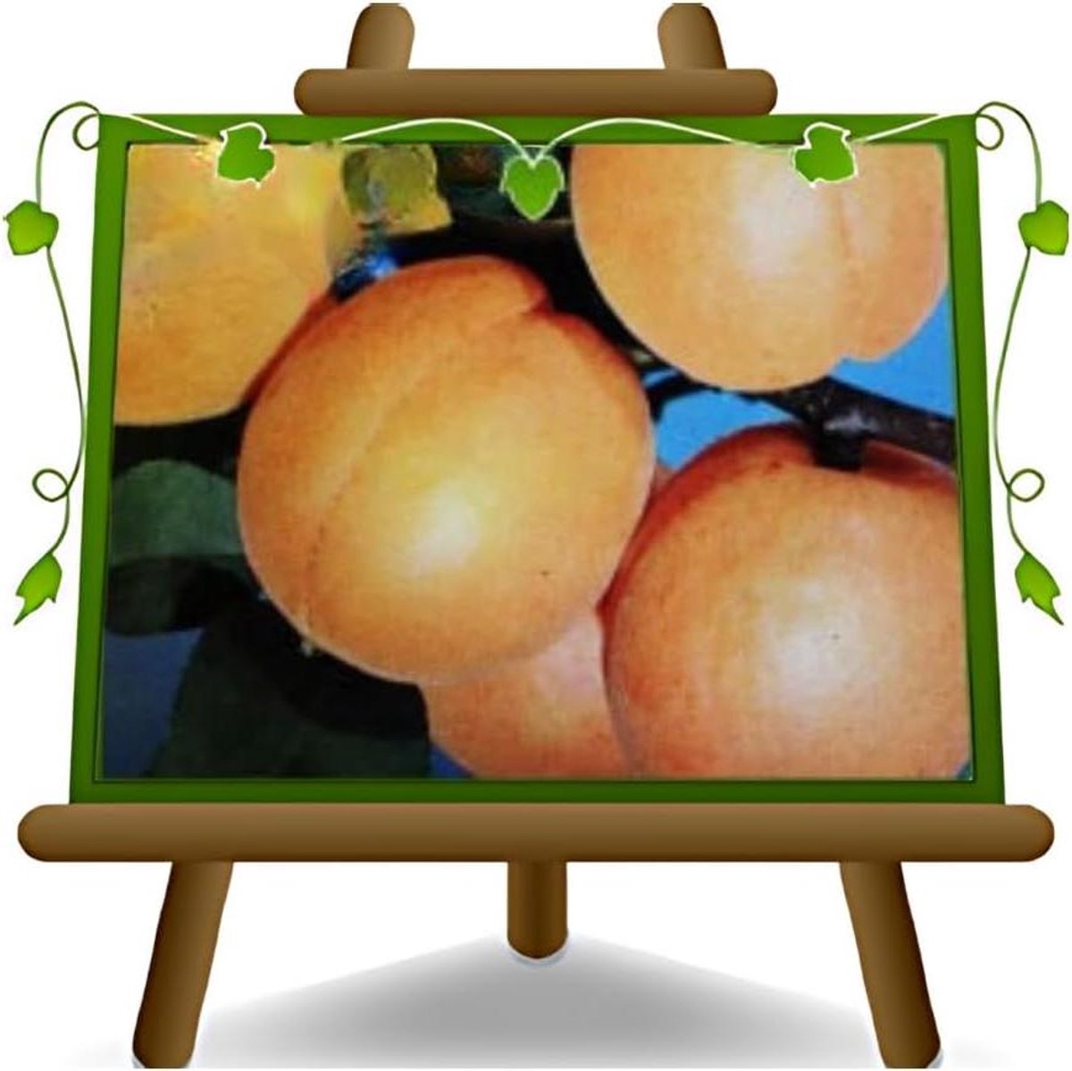 Abrikozenboom Rubini - Fruitplant Abrikoos - Fruit Kweken - 4 Jaar Geteeld - max 200 cm - Groen