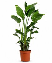 Strelitzia Nicolai - 150 - 170cm Hoog - Paradijsvogelplant - Luchtzuiverend - Pot 24cm - Extra Vol
