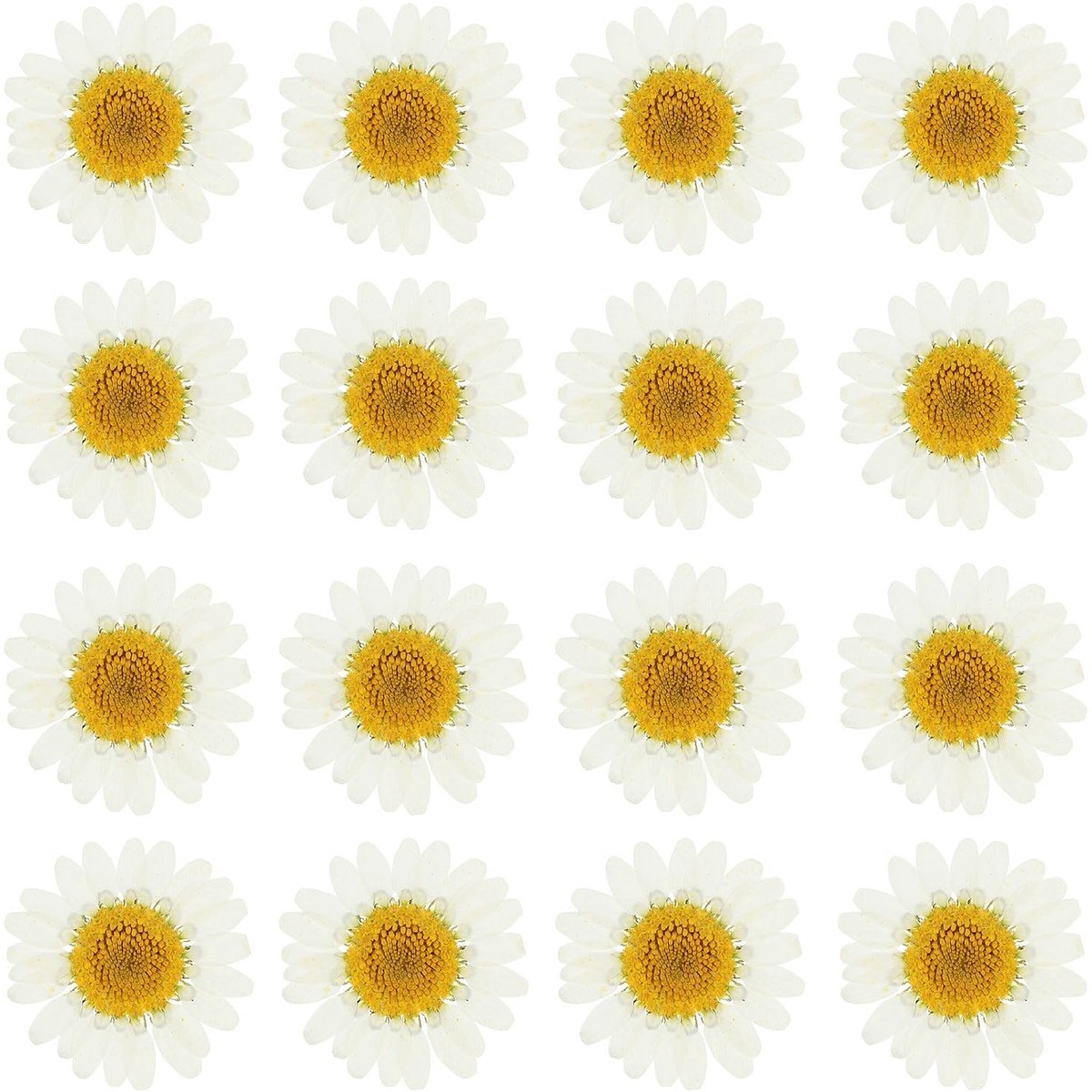 Dailygoods - PATIKIL 48 stuks gedroogde geperste bloemen madeliefjes, natuurlijke madeliefjes voor doe-het-zelf handwerk, wooncultuur, nageldecoratie, wit