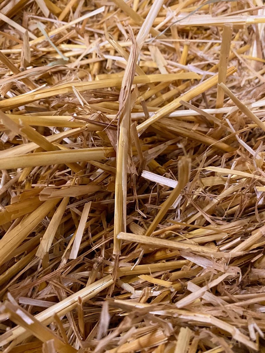 Dailygoods- Strooisel Goudstro - TOP kwaliteit - voor Konijnen/Cavia's - Langvezelig - Zachtere Structuur - 10 kg - Dierenbedekking