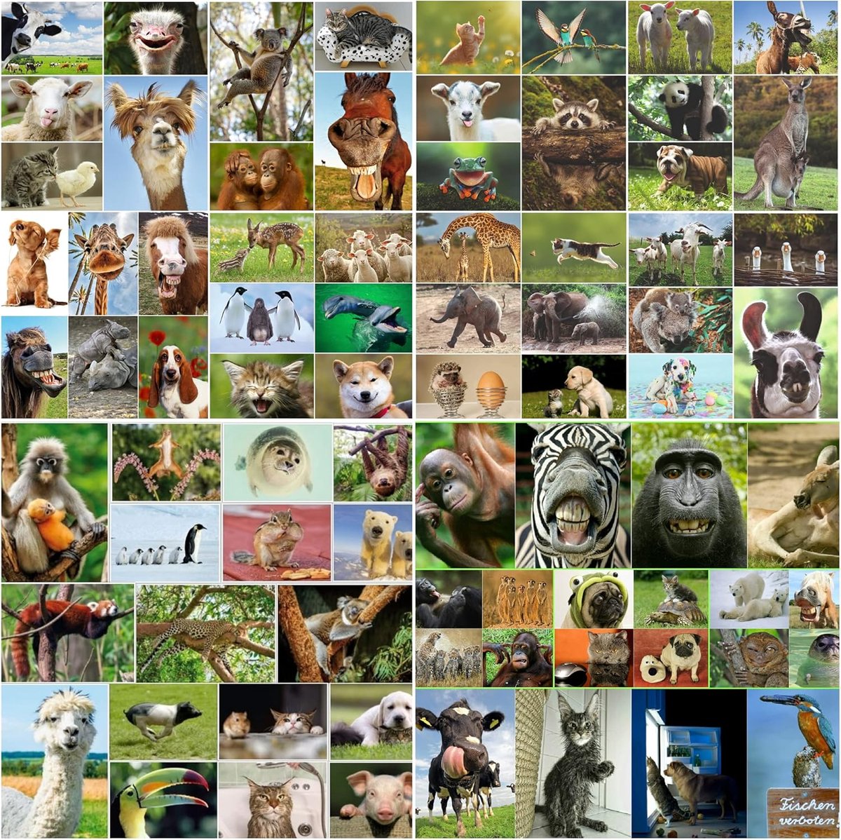 Thijox - Dierenansichtkaartenset met 100 Grappige en Schattige Dieren voor Kinderen en Volwassenen, Wenskaarten, Motivatiekaarten, Perfect voor Cadeau