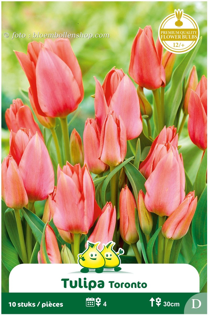 2 Zakjes Meerbloemige Tulpen Toronto maat 12/+