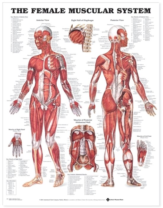Female Muscular System Anatomical Chart - cover